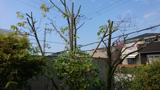 DSC_0828.JPG